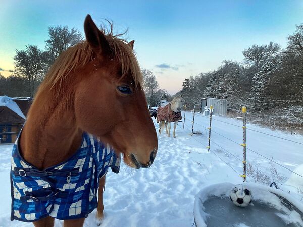 Лошадь в попоне у поилки с замерзшей водой в Техасе, США - Sputnik Lietuva