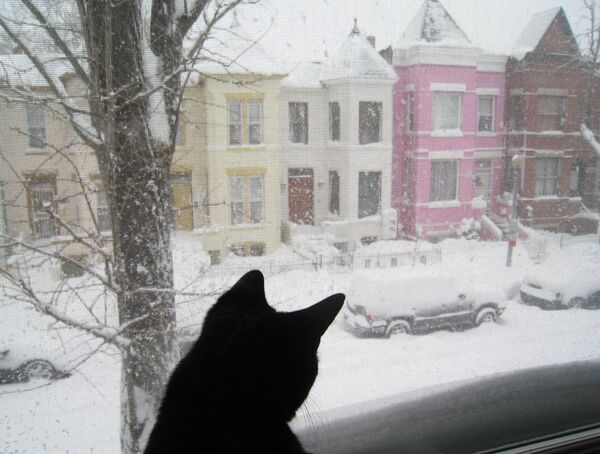 Кошка смотрит из окна на заснеженную улицу в Вашингтоне - Sputnik Lietuva