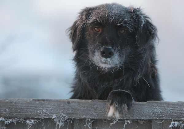 Дворовая собака в городе Тара Омской области в сильный мороз - Sputnik Lietuva