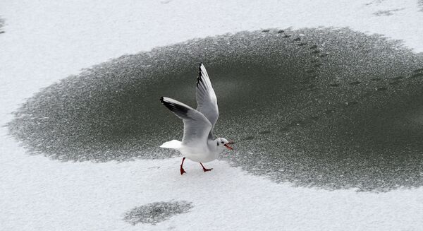  Чайка прогуливается по замерзшему озеру в Берлине - Sputnik Lietuva