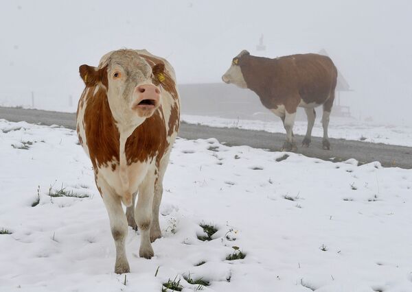 Коровы на горном пастбище в австрийской провинции Зальцбург - Sputnik Lietuva