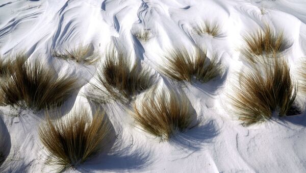 Снег вокруг травы в парке - Sputnik Литва