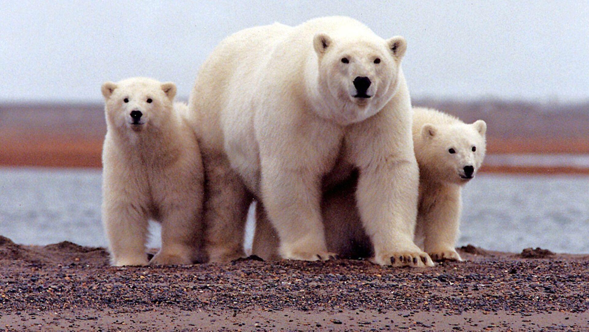 Умка, ошкуй или морской: зачем отмечают Международный день белого медведя  - 28.02.2021, Sputnik Литва