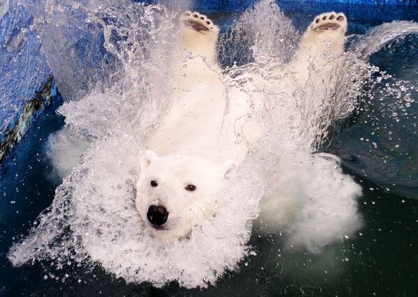 Белая медведица Урсула в красноярском зоопарке Роев ручей - Sputnik Литва