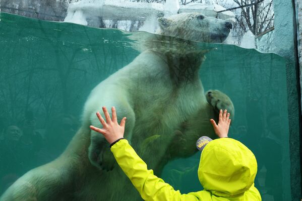 Белый медведь в зоосаде Приамурский имени В.П. Сысоева в Хабаровске - Sputnik Литва