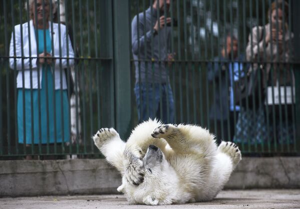 Белая медведица Умка-Аяны в зоопитомнике Московского зоопарка - Sputnik Литва