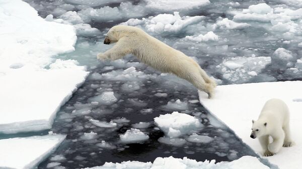 Белые медведи на льдине в Северном ледовитом океане - Sputnik Lietuva