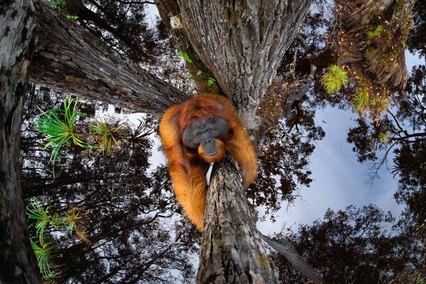Kanados fotografo Thomas Vijayan nuotrauka The World Is Going Upside Down. Vyras laukė kelias valandas, kol nufotografavo šią nuostabią nuotrauką miške, Kalimantane. - Sputnik Lietuva