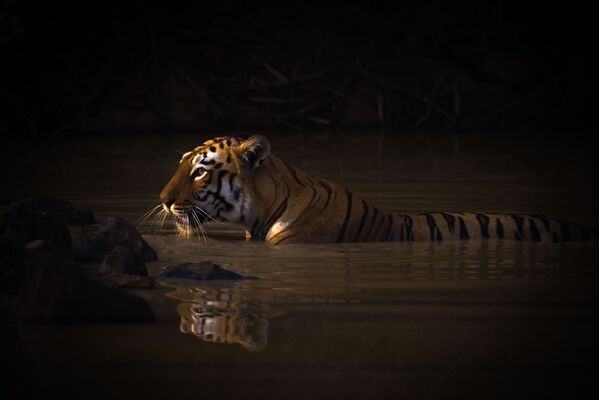 Bengal Tiger With Catchlight In Water Hole, kurį nufotografavo britų fotografas Nick'as Dale'as. Šis tigras vadinamas majų burtininku ir gyvena Tadoba-Andhari tigrų draustinyje, Indijoje. - Sputnik Lietuva