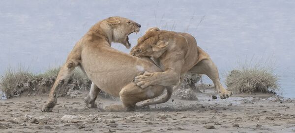 JAV fotografo Patrick'o Nowotny Lions nuotrauka. Kadras buvo padarytas prie girdyklos Serengetyje.  - Sputnik Lietuva