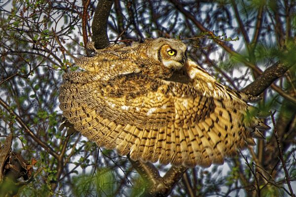 Kanados fotografo Dale'o Paul'o nuotrauka Great Horned Owl. Nuotrauka buvo padaryta Kanadoje. Pelėda suplasnojo sparnais, kad įgautų pagreitį. Kai sparnai yra priešais ją, atrodo, kad jie yra sujungti ratu. - Sputnik Lietuva