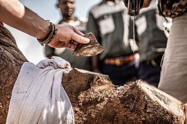 Belgų fotografo Gunther'io De Bruyne'o 21st Century Rhino Conservation. Baltajam raganosiui, esančiam Thanda Safari draustinyje, nupjauna ragą, kad to nepadarytų brakonieriai. Tai yra invazinė priemonė, bet veiksminga kovos su brakonieriavimu strategija. Rezerve tai bus padaryta nepakenkiant gyvūnui. - Sputnik Lietuva
