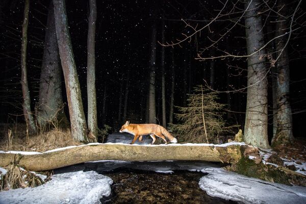 Čekų fotografo Vladimiro Cecho nuotrauka Fox kategorijoje Gyvūnai natūralioje buveinėje. - Sputnik Lietuva