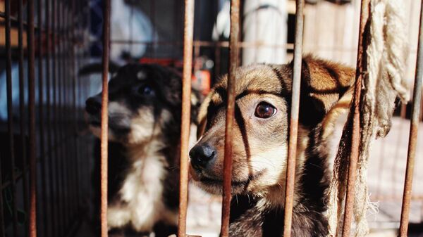 Собаки в клетке - Sputnik Литва
