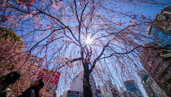 Люди любуются цветущей вишней в Токио - Sputnik Lietuva