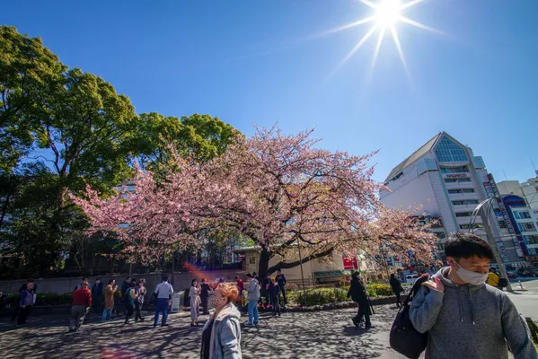 Sakura laikoma Japonijos simboliu, o jos gėlė turi neoficialios nacionalinės emblemos statusą. Sakura laikoma Japonijos simboliu, o jos gėlė turi neoficialios nacionalinės emblemos statusą. - Sputnik Lietuva