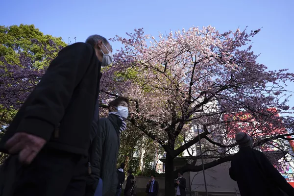 Pavasarį vyšnių žiedų sezono metu japonų parkuose gausu vietinių gyventojų ir turistų, atvykstančių pasigrožėti rausvais medžiais. Pavasarį vyšnių žiedų sezono metu japonų parkuose gausu vietinių gyventojų ir turistų, atvykstančių pasigrožėti rausvais medžiais. - Sputnik Lietuva