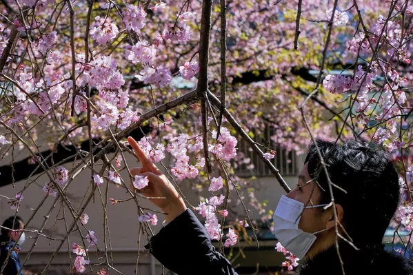 Prieš daugelį šimtmečių tradicija grožėtis sakurų žiedais — Hanami— buvo aristokratiška, tačiau pamažu šis reiškinys paplito šalies mastu. Prieš daugelį šimtmečių tradicija grožėtis sakurų žiedais — Hanami— buvo aristokratiška, tačiau pamažu šis reiškinys paplito šalies mastu. - Sputnik Lietuva