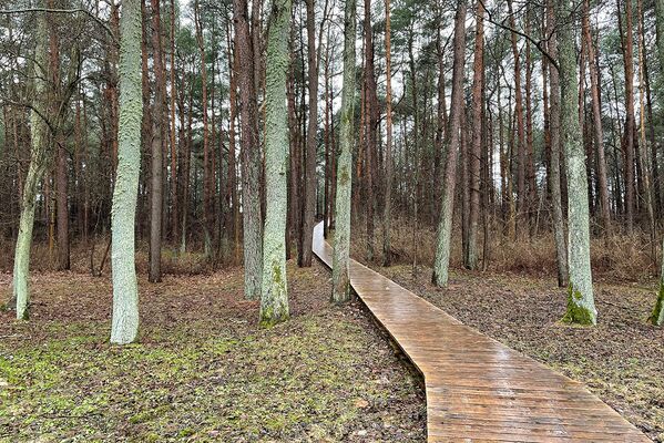 В Паланге также есть красивые парки, а к городу прилегает живописный лес, который очень любят туристы. - Sputnik Литва