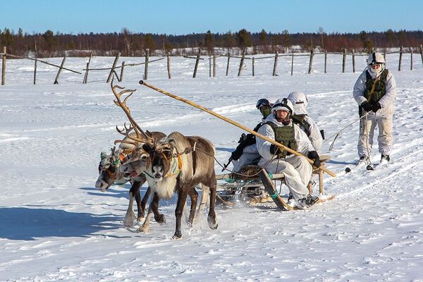 Didžiojo Tėvynės karo metu šiaurės elnių kinkiniai buvo aktyviai naudojami Kolos Arktyje. - Sputnik Lietuva