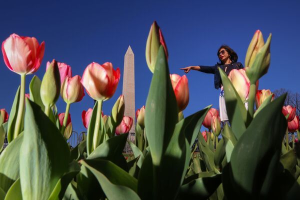 Kovo 29 dieną Vašingtone, prie Nacionalinės galerijos, padaryta žydinčių tulpių nuotrauka. Šiuo metu JAV sostinėje yra apie vienas–du laipsniai šilumos. - Sputnik Lietuva