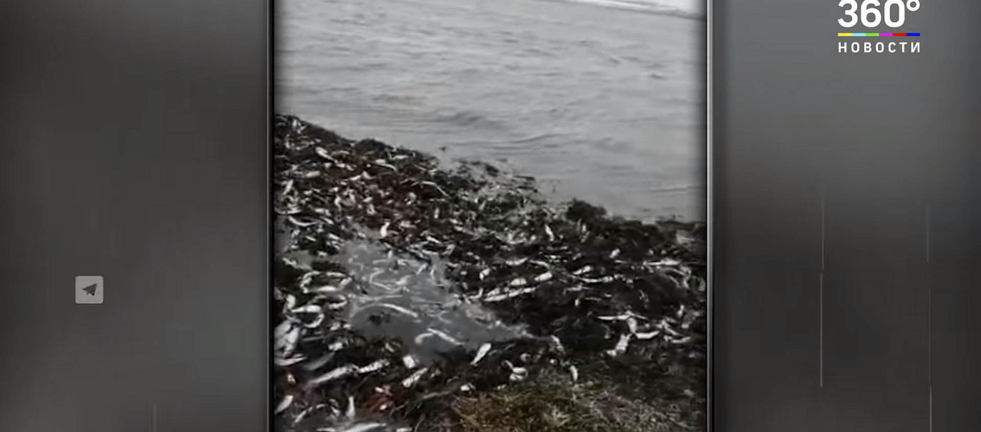 Море рыбы: усыпанные сельдью берега Сахалина сняли на видео - Sputnik Lietuva, 1920, 05.04.2021