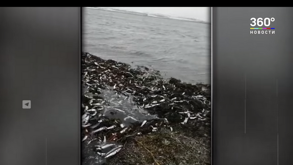 Море рыбы: усыпанные сельдью берега Сахалина сняли на видео - Sputnik Литва