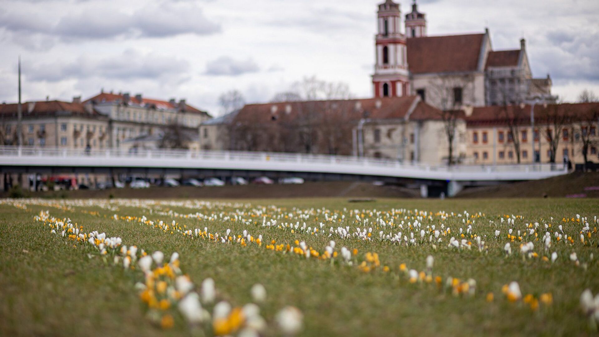 Весенние цветы в центре Вильнюса - Sputnik Литва, 1920, 16.04.2021