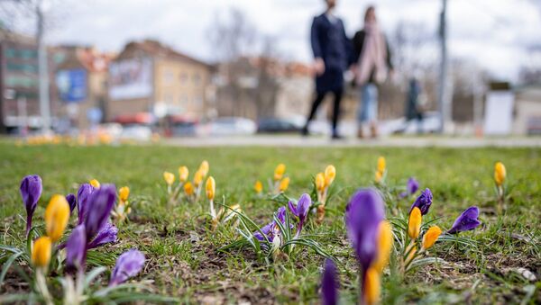 Весенние цветы в центре Вильнюса - Sputnik Литва