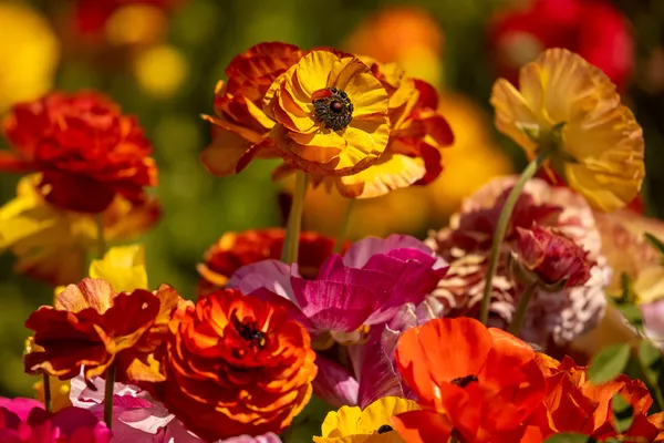 Laukuose pasodinti Tecolote Giant Ranunculus veislės pilnaviduriai vėdrynai, kurie laikomi vienais geriausių pasaulyje. Laukuose pasodinti Tecolote Giant Ranunculus veislės pilnaviduriai vėdrynai, kurie laikomi vienais geriausių pasaulyje. - Sputnik Lietuva