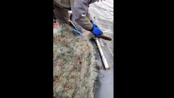 Экологи показали на видео, как спасают рыбу из сетей в Немане - Sputnik Литва
