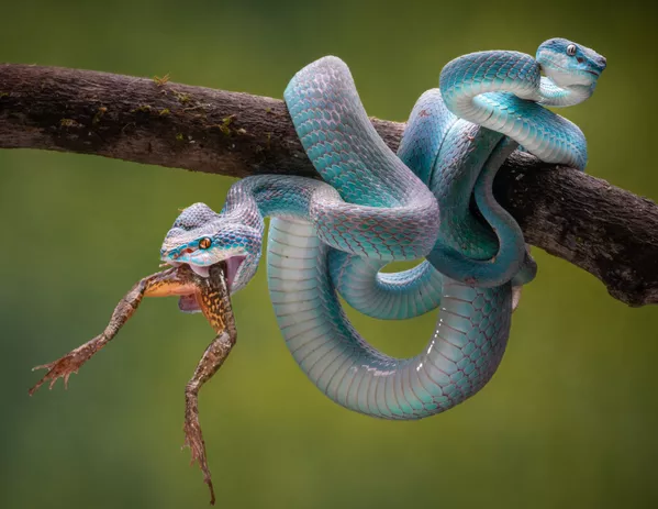 Singapūro fotografo Teo Chin Leong'o Blue Insularis. Tai yra labai nuodingų gyvačių porūšis, gyvenantis Pietryčių Azijoje. Nuotraukoje gyvatė ryja varlę. Singapūro fotografo Teo Chin Leong'o Blue Insularis. Tai yra labai nuodingų gyvačių porūšis, gyvenantis Pietryčių Azijoje. Nuotraukoje gyvatė ryja varlę. - Sputnik Lietuva