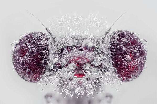Fotografo Pedro Luis'o Ayuriaguerros nuotrauka Monster. Purpurinis sparnuotasis laumžirgis (Trithemis annulata), miglotą dieną miegantis nuošalioje vietoje. - Sputnik Lietuva
