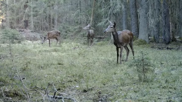В резервате в Литве сняли на видео животных - Sputnik Литва