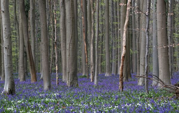 Savo pavadinimą miškas gavo dėl žydinčių laukinių hiacintų, kurie padengia mišką lyg mėlynas kilimas. - Sputnik Lietuva
