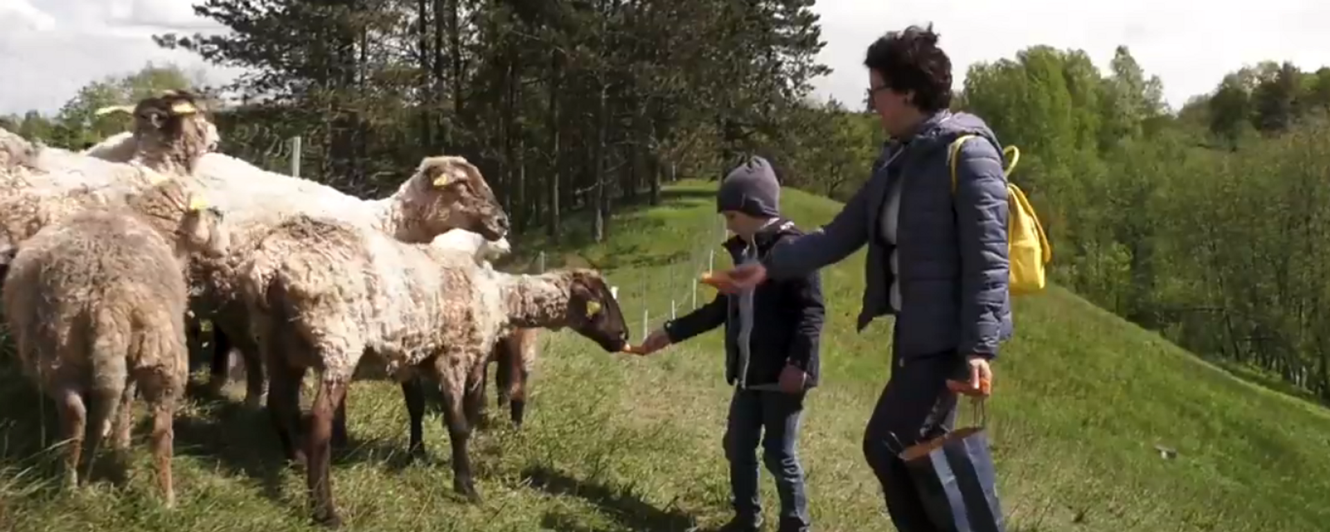 Мэрия Вильнюса показала на видео овец и коз в ландшафтном заповеднике - Sputnik Lietuva, 1920, 22.05.2021