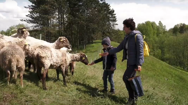 Мэрия Вильнюса показала на видео овец и коз в ландшафтном заповеднике - Sputnik Lietuva