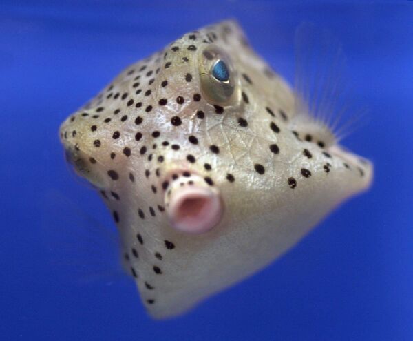 Ramiojo vandenyno ir Indijos vandenynų vandenyse yra maža žuvis, vadinama dėžute-kubu (Ostracion cubicos). Ji turi kubo formos kūną, o patį kūną saugo egzoskeletas. Kilus pavojui, &quot;dėžutės&quot; korpusas išskiria nuodingas gleives. Paprastai gyvena koraluose. - Sputnik Lietuva