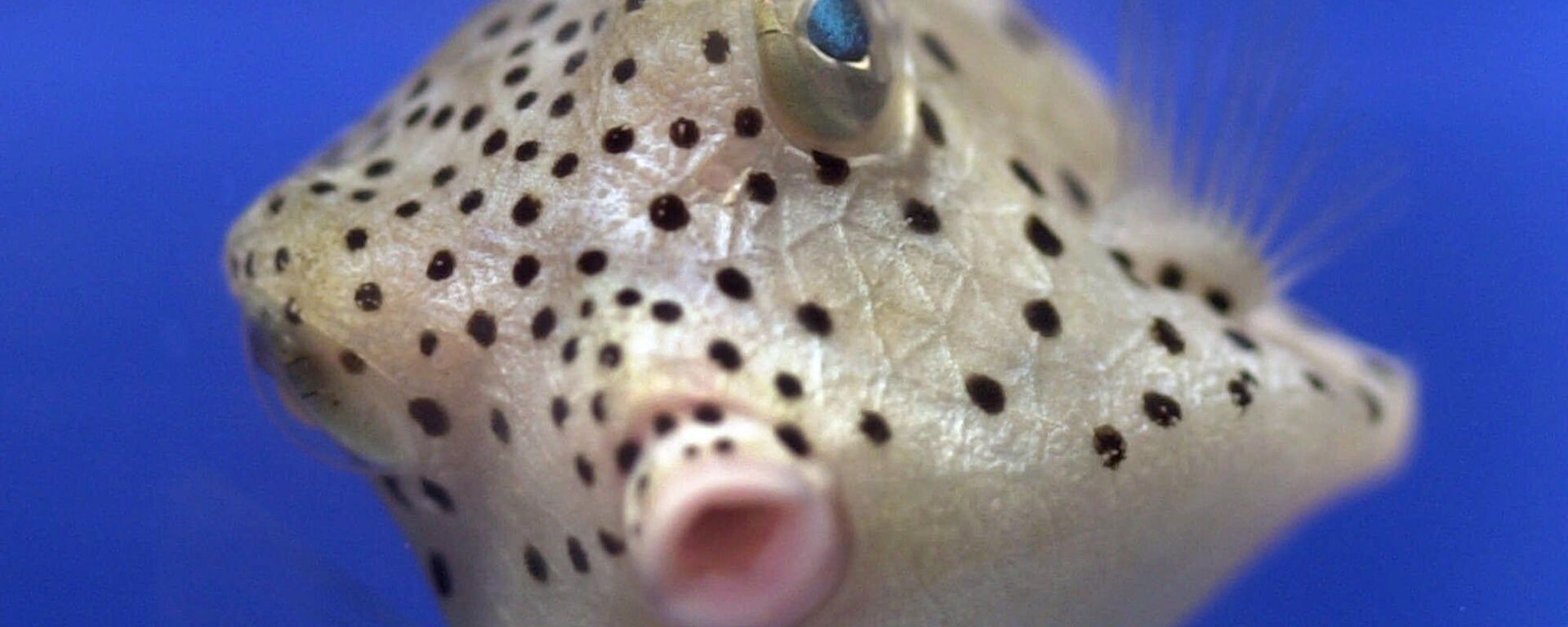 Ramiojo vandenyno ir Indijos vandenynų vandenyse yra maža žuvis, vadinama dėžute-kubu (Ostracion cubicos). Jis turi kubo formos kūną, o patį kūną saugo egzoskeletas. Kilus pavojui, dėžutės korpusas išskiria nuodingas gleives. Paprastai gyvena koralų viduryje. - Sputnik Lietuva, 1920, 09.06.2021