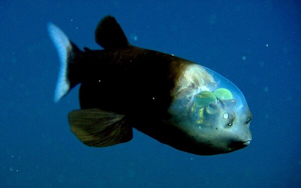Macropinna Microstoma yra giliavandenė žuvis. Ji turi skaidrią galvą. Galva, per kurią žuvis seka grobį, padeda apsaugoti akis.  - Sputnik Lietuva