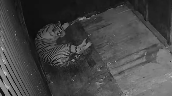 Новорожденного детеныша тигра Амура показали на видео - Sputnik Lietuva