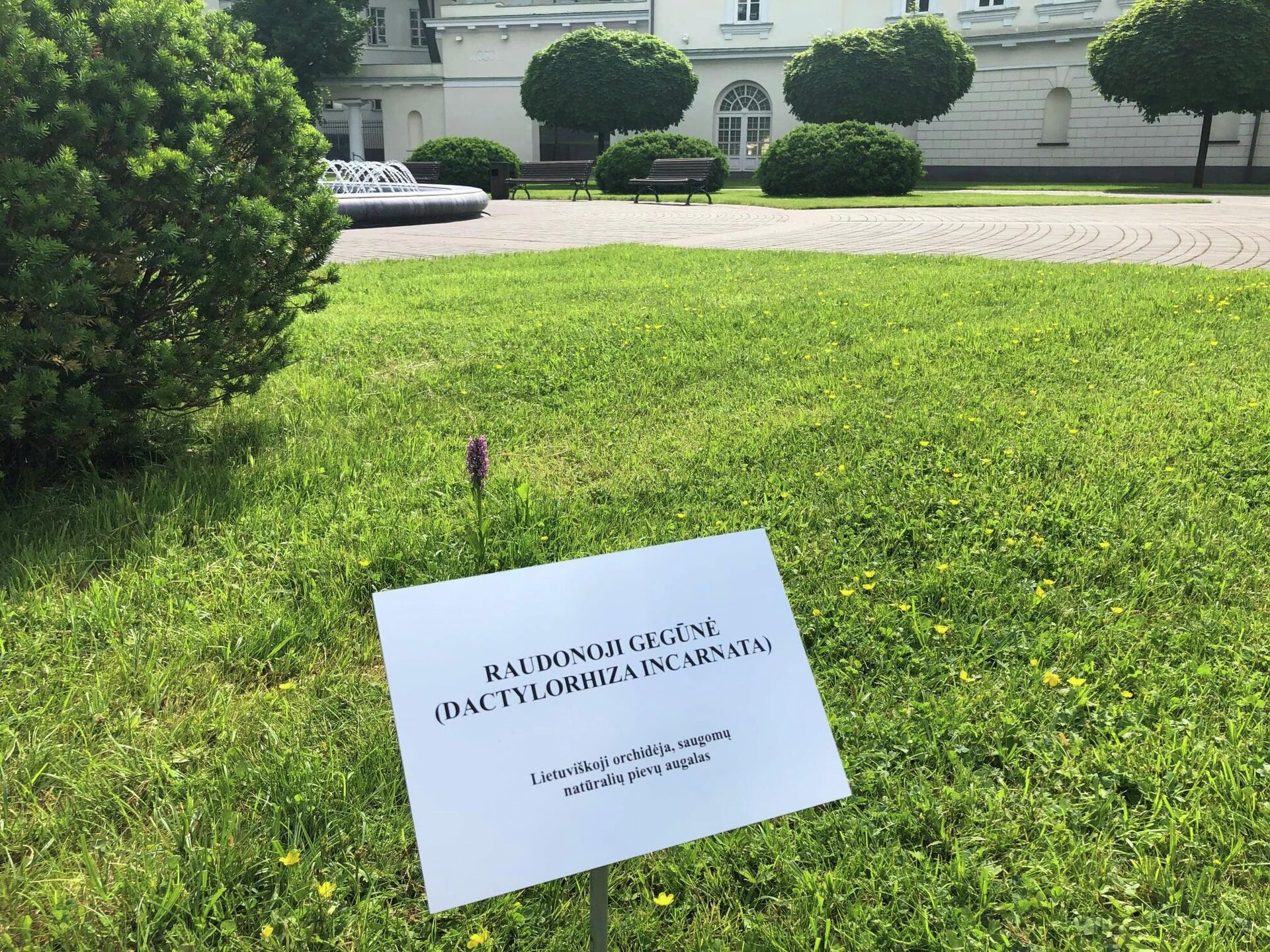 Исчезающее растение в саду президентского дворца - Sputnik Литва, 1920, 11.06.2021