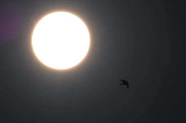 2021 metų birželio 10 dieną Džakartoje, prieš įvykstant saulės užtemimui, paukštis skrenda šalia saulės. - Sputnik Lietuva