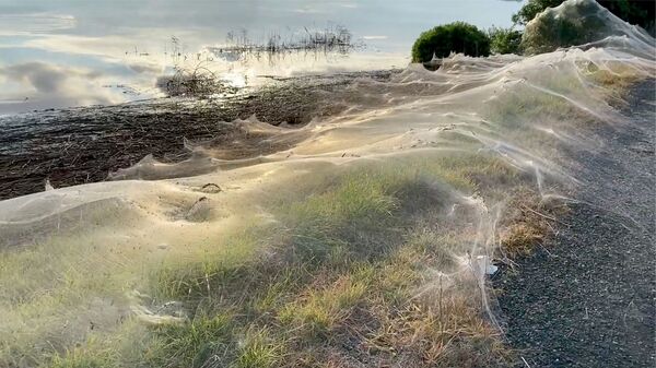 Опутанное паутиной болото в Австралии - Sputnik Lietuva