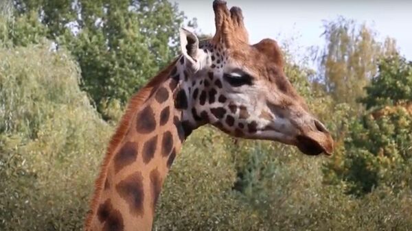 Литовский зоопарк опубликовал видео, посвященное Международному дню жирафа - Sputnik Lietuva