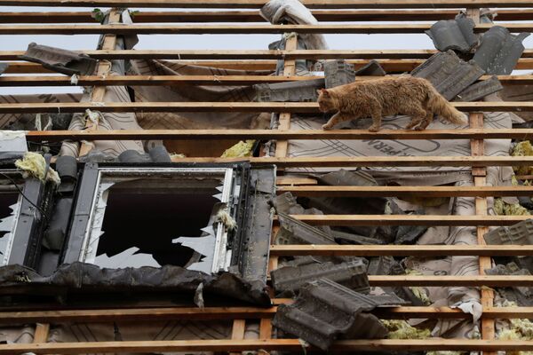 2021 metų birželio 25 dieną Mikulčice kaime, Čekijoje, katė vaikšto tarp nuolaužų ant stogo po tornado, kuris sunaikino kai kurias gyvenvietes. - Sputnik Lietuva