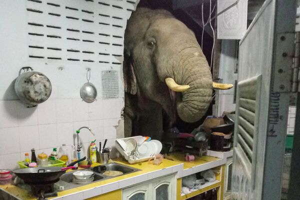 Šioje nuotraukoje, padarytoje 2021 metų birželio 20 dieną daryta nuotrauka. Matyti, kaip dramblys ieško maisto savo namų virtuvėje Pa La-U, Hua Hin. - Sputnik Lietuva
