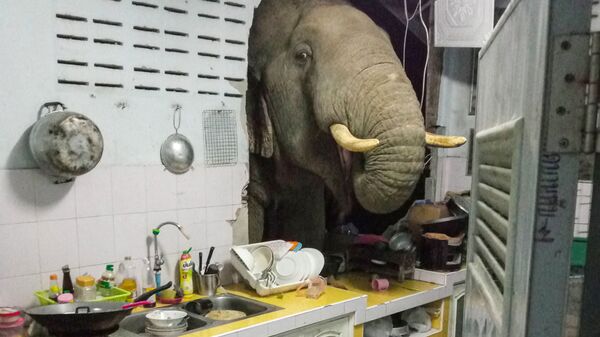 Пробивший стену жилого дома слон в Таиланде - Sputnik Lietuva