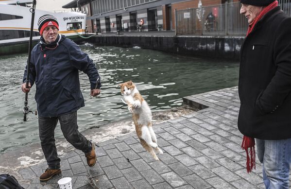 Katė šoko pagauti žuvies, kai žmogus žvejojo Bosforo upėje 2018 metų gruodžio 12 dieną Karakoy rajone Stambule. - Sputnik Lietuva