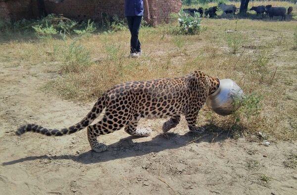 Leopardas eina per lauką po to, kai 2015 metų rugsėjo 30 dieną Indijoje, Sardul Kheda kaime, Radžastano rajone, Rajsamande, ant galvos užstrigo puodas. Jį išlaisvino po to, kai jį nuramino miškų departamentas. - Sputnik Lietuva